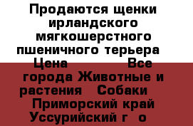 Продаются щенки ирландского мягкошерстного пшеничного терьера › Цена ­ 30 000 - Все города Животные и растения » Собаки   . Приморский край,Уссурийский г. о. 